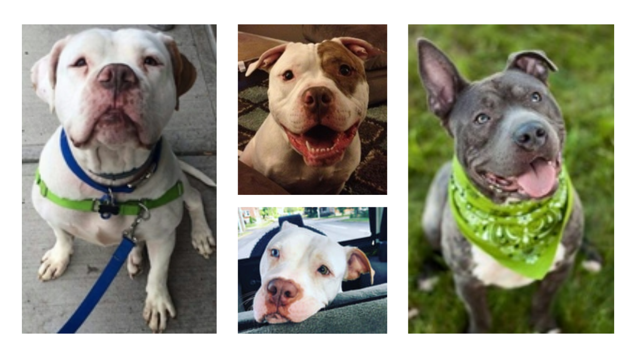Recycle-A-Bull Bully Breed Rescue
