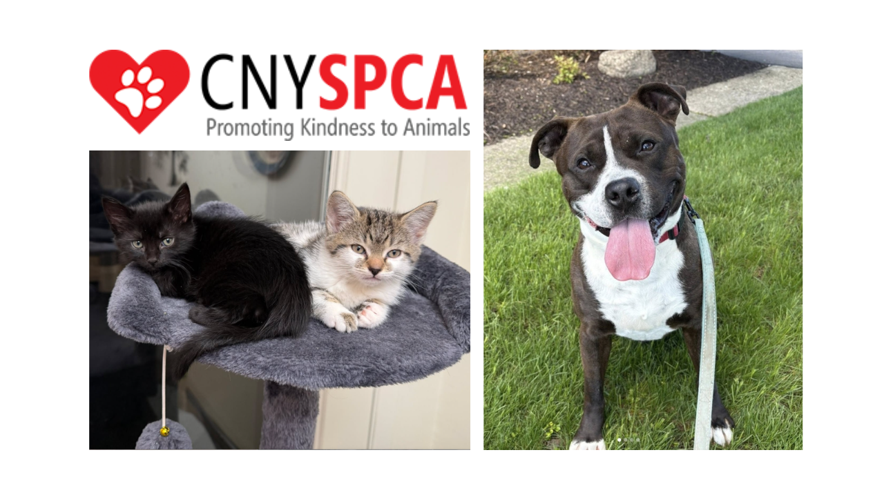 CNY SPCA