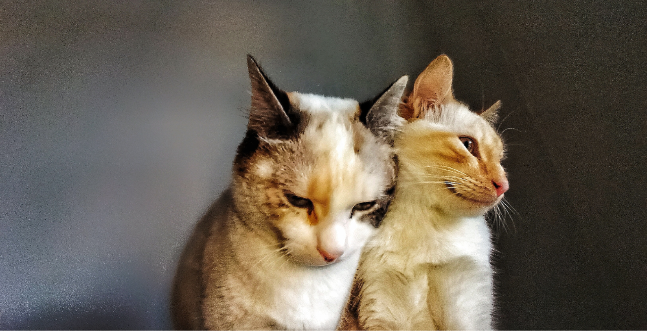 Humane Society of Rome