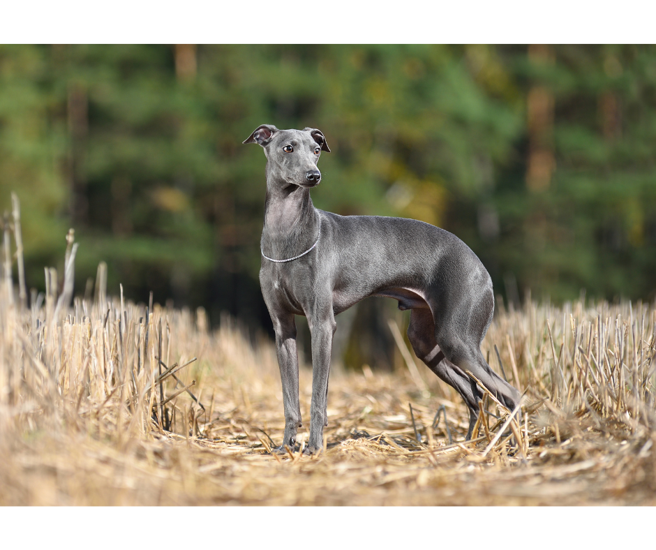 Kindred Spirits Greyhound Adoption