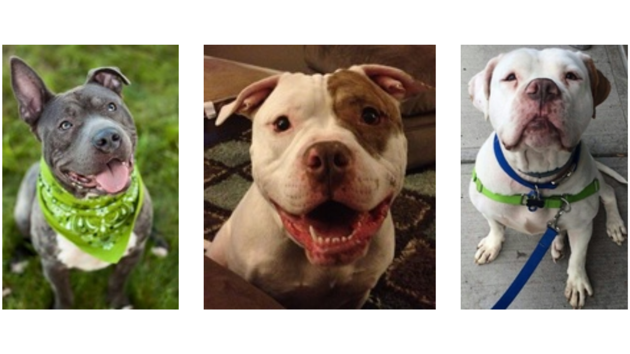 Recycle-A-Bull Bully Breed Rescue